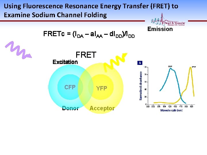 Using Fluorescence Resonance Energy Transfer (FRET) to Examine Sodium Channel Folding FRETc = (IDA