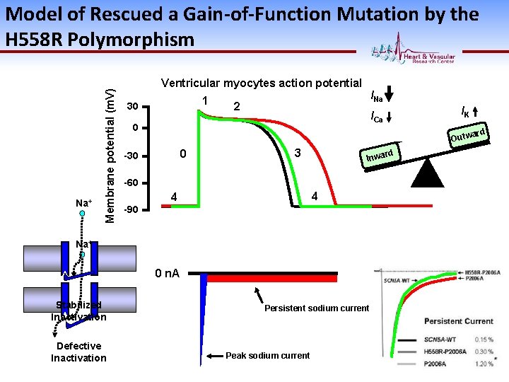 Na+ Membrane potential (m. V) Model of Rescued a Gain-of-Function Mutation by the H