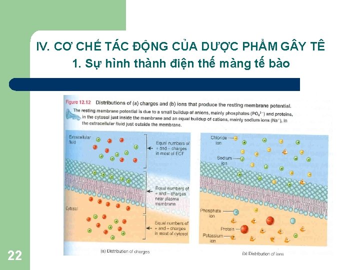 IV. CƠ CHẾ TÁC ĐỘNG CỦA DƯỢC PHẨM G Y TÊ 1. Sự hình IV. CƠ CHẾ TÁC ĐỘNG CỦA DƯỢC PHẨM G Y TÊ 1. Sự hình