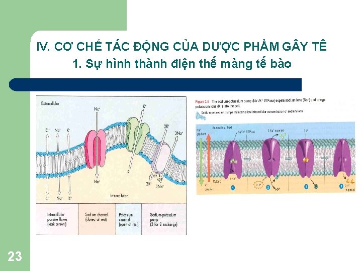 IV. CƠ CHẾ TÁC ĐỘNG CỦA DƯỢC PHẨM G Y TÊ 1. Sự hình