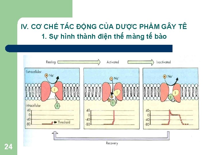 IV. CƠ CHẾ TÁC ĐỘNG CỦA DƯỢC PHẨM G Y TÊ 1. Sự hình IV. CƠ CHẾ TÁC ĐỘNG CỦA DƯỢC PHẨM G Y TÊ 1. Sự hình