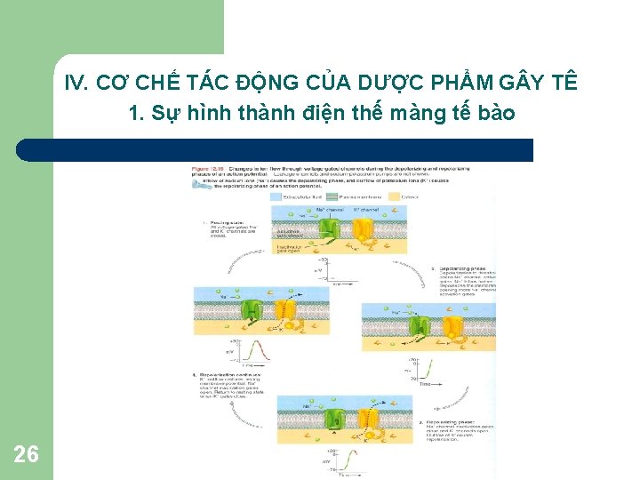 IV. CƠ CHẾ TÁC ĐỘNG CỦA DƯỢC PHẨM G Y TÊ 1. Sự hình