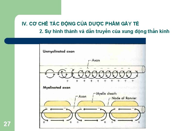 IV. CƠ CHẾ TÁC ĐỘNG CỦA DƯỢC PHẨM G Y TÊ 2. Sự hình IV. CƠ CHẾ TÁC ĐỘNG CỦA DƯỢC PHẨM G Y TÊ 2. Sự hình