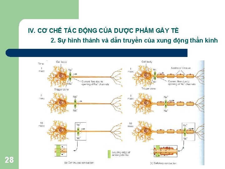 IV. CƠ CHẾ TÁC ĐỘNG CỦA DƯỢC PHẨM G Y TÊ 2. Sự hình