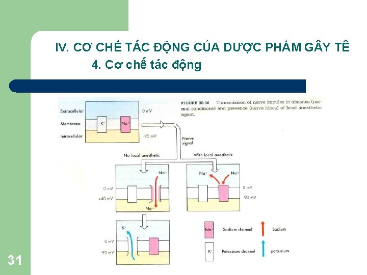 IV. CƠ CHẾ TÁC ĐỘNG CỦA DƯỢC PHẨM G Y TÊ 4. Cơ chế