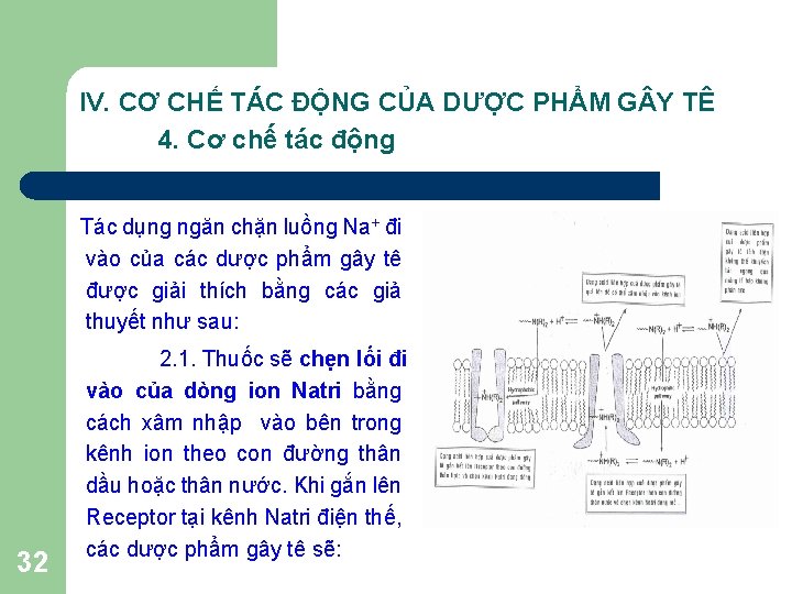 IV. CƠ CHẾ TÁC ĐỘNG CỦA DƯỢC PHẨM G Y TÊ 4. Cơ chế IV. CƠ CHẾ TÁC ĐỘNG CỦA DƯỢC PHẨM G Y TÊ 4. Cơ chế