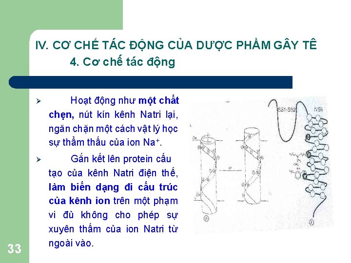 IV. CƠ CHẾ TÁC ĐỘNG CỦA DƯỢC PHẨM G Y TÊ 4. Cơ chế IV. CƠ CHẾ TÁC ĐỘNG CỦA DƯỢC PHẨM G Y TÊ 4. Cơ chế