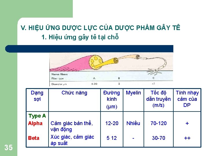 V. HIỆU ỨNG DƯỢC LỰC CỦA DƯỢC PHẨM G Y TÊ 1. Hiệu ứng