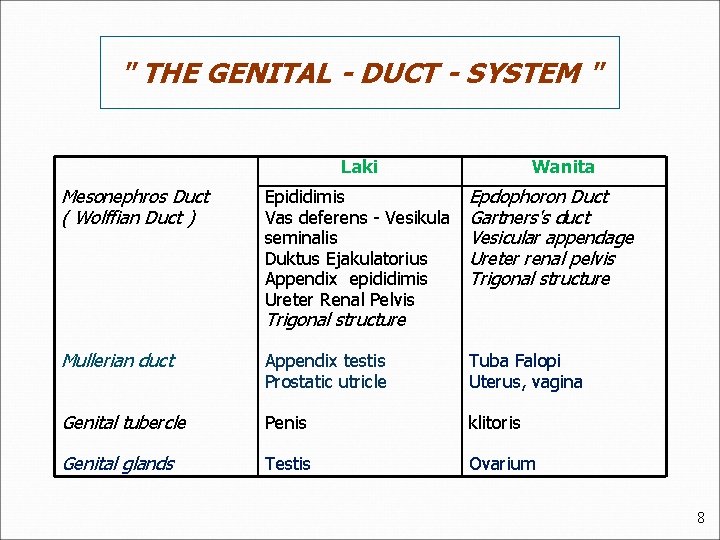 " THE GENITAL - DUCT - SYSTEM " Laki Mesonephros Duct ( Wolffian Duct