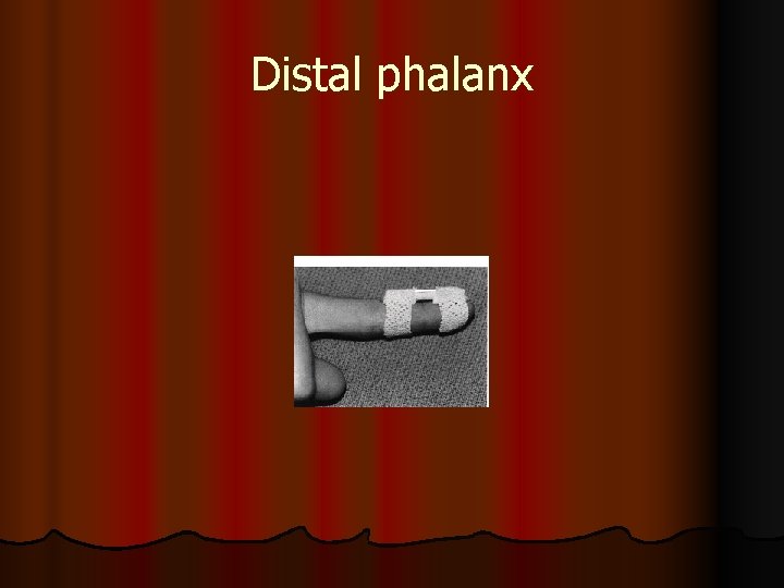 Distal phalanx 