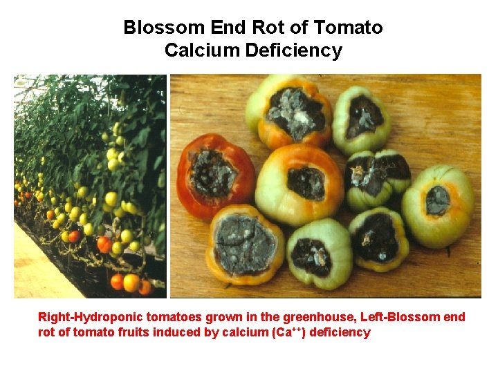 Blossom End Rot of Tomato Calcium Deficiency Right-Hydroponic tomatoes grown in the greenhouse, Left-Blossom
