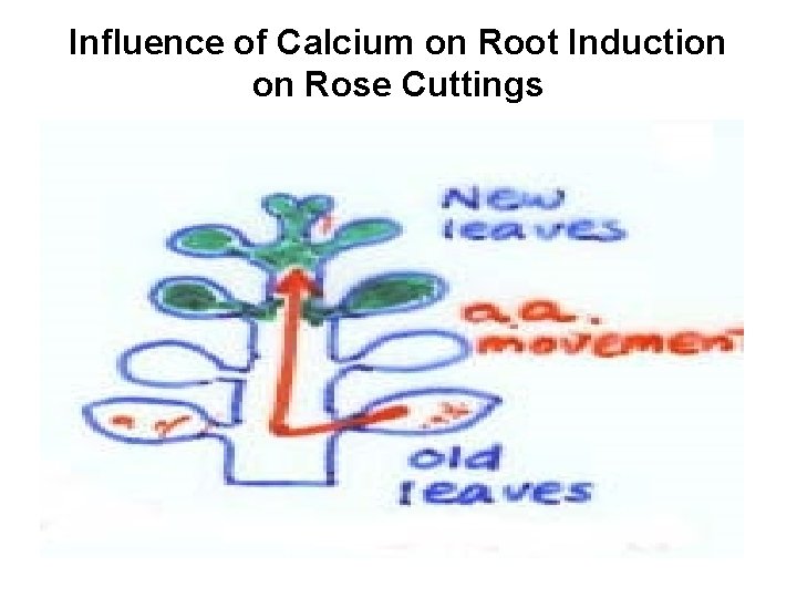Influence of Calcium on Root Induction on Rose Cuttings 