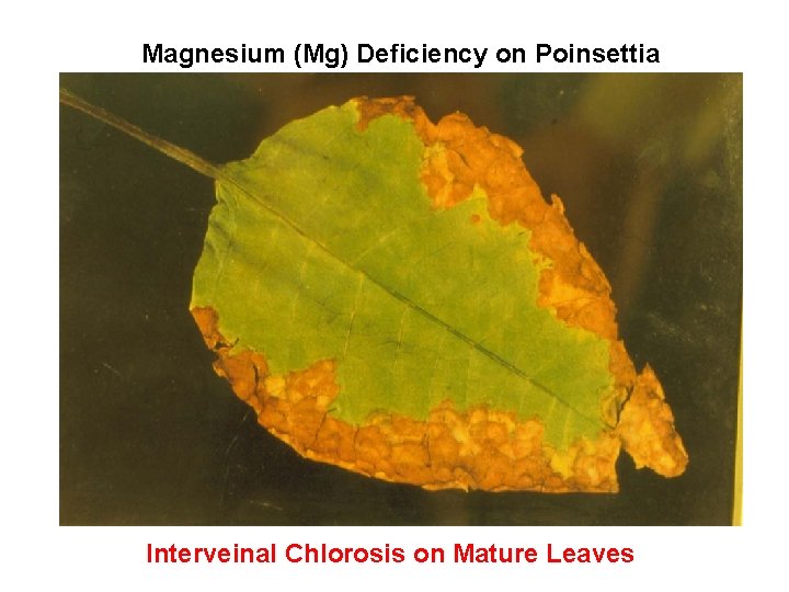 Magnesium (Mg) Deficiency on Poinsettia Interveinal Chlorosis on Mature Leaves 
