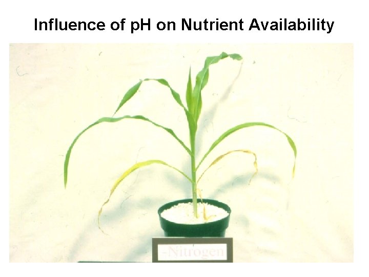 Influence of p. H on Nutrient Availability 