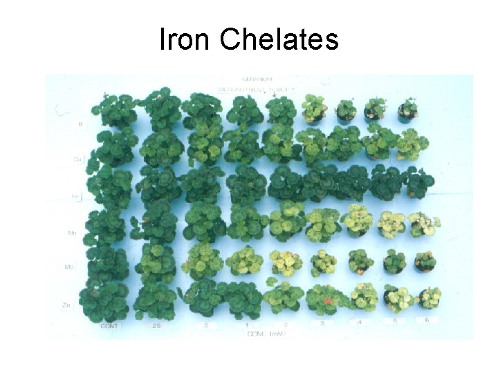 Iron Chelates 