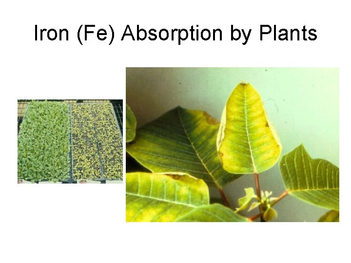 Iron (Fe) Absorption by Plants 
