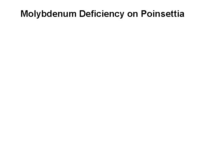Molybdenum Deficiency on Poinsettia 