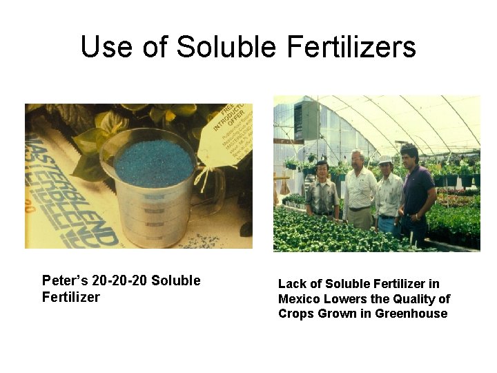 Use of Soluble Fertilizers Peter’s 20 -20 -20 Soluble Fertilizer Lack of Soluble Fertilizer