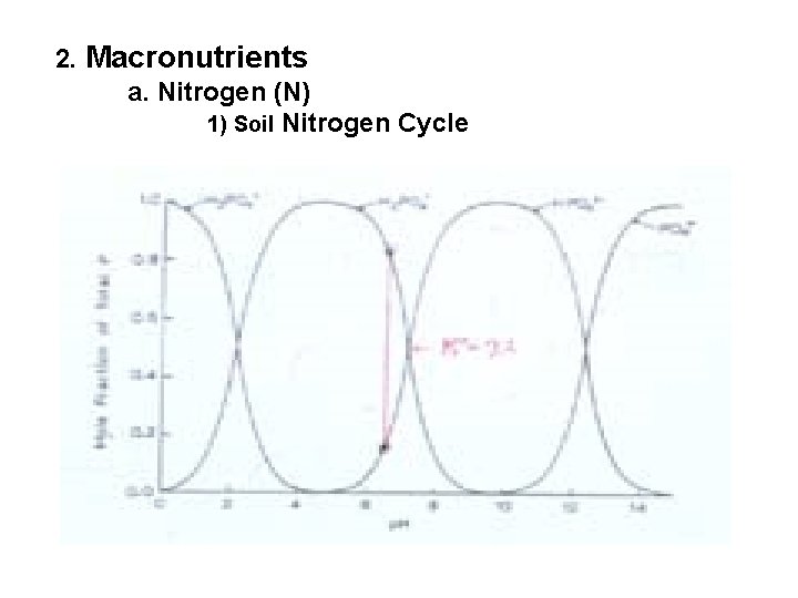 2. Macronutrients a. Nitrogen (N) 1) Soil Nitrogen Cycle 