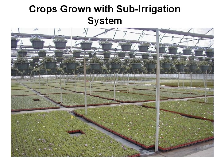 Crops Grown with Sub-Irrigation System 