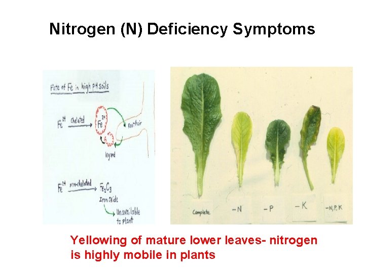 Nitrogen (N) Deficiency Symptoms Yellowing of mature lower leaves- nitrogen is highly mobile in