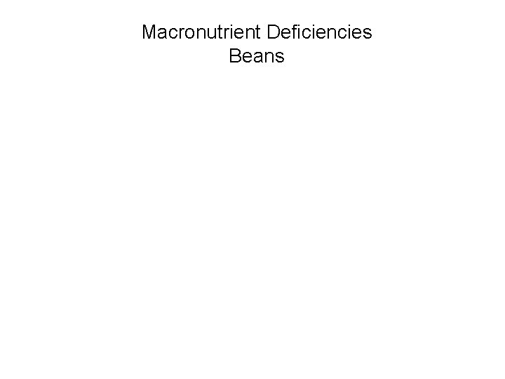 Macronutrient Deficiencies Beans 