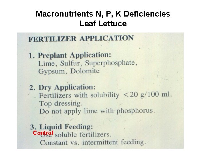 Macronutrients N, P, K Deficiencies Leaf Lettuce Control 