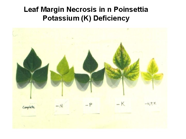 Leaf Margin Necrosis in n Poinsettia Potassium (K) Deficiency 