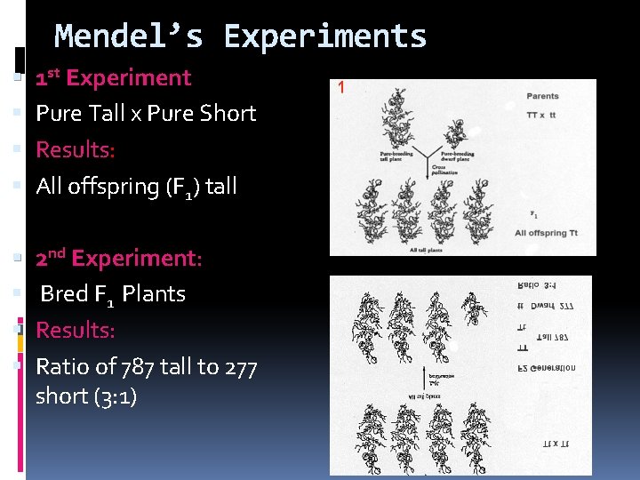 Mendel’s Experiments 1 st Experiment: C Experiment Pure Tall x Pure Short Results: All