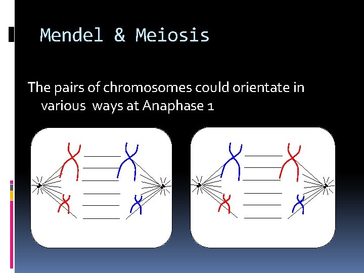 Mendel & Meiosis The pairs of chromosomes could orientate in various ways at Anaphase