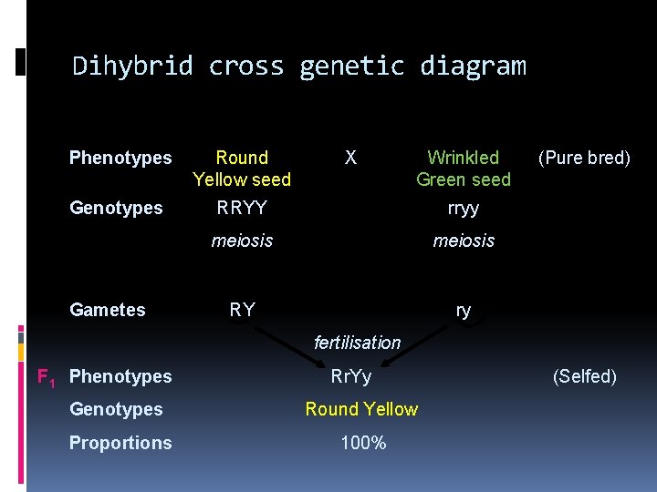 Dihybrid cross genetic diagram Phenotypes Round Yellow seed Genotypes RRYY rryy meiosis RY ry