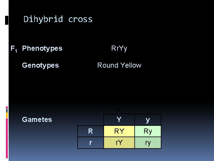 Dihybrid cross F 1 Phenotypes Rr. Yy Genotypes Round Yellow Gametes Y y R