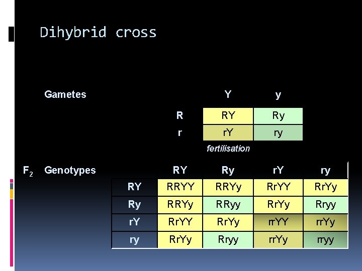 Dihybrid cross Gametes Y y R RY Ry r r. Y ry fertilisation F