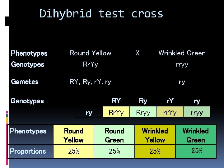 Dihybrid test cross Phenotypes Genotypes Round Yellow Rr. Yy Gametes RY, Ry, r. Y,