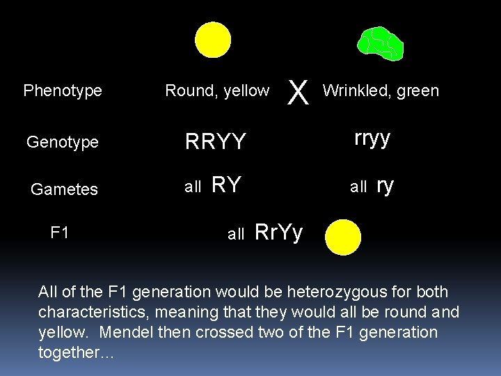 Phenotype Round, yellow Genotype RRYY Gametes all F 1 X rryy RY all Wrinkled,
