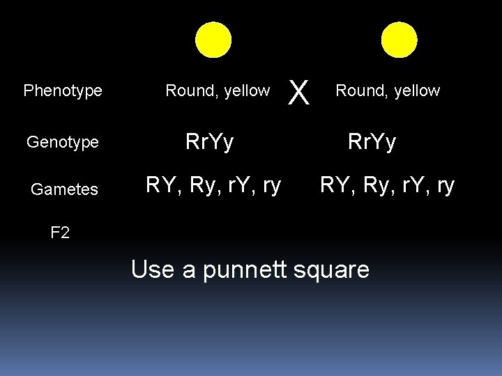 Phenotype Round, yellow Genotype Rr. Yy Gametes RY, Ry, r. Y, ry X Round,