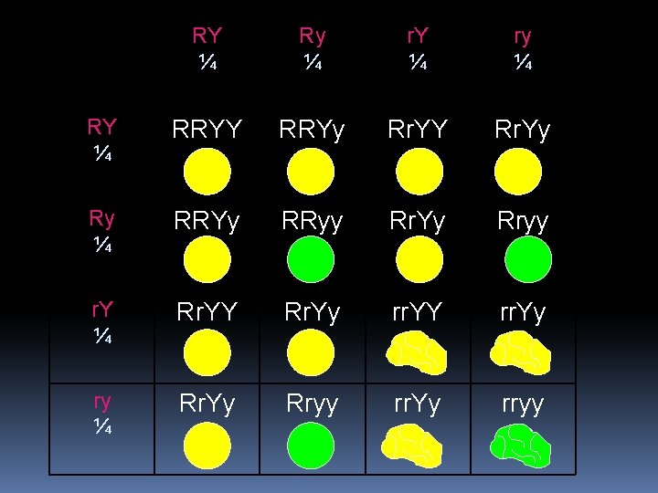 RY ¼ Ry ¼ r. Y ¼ ry ¼ RY ¼ RRYY RRYy Rr.