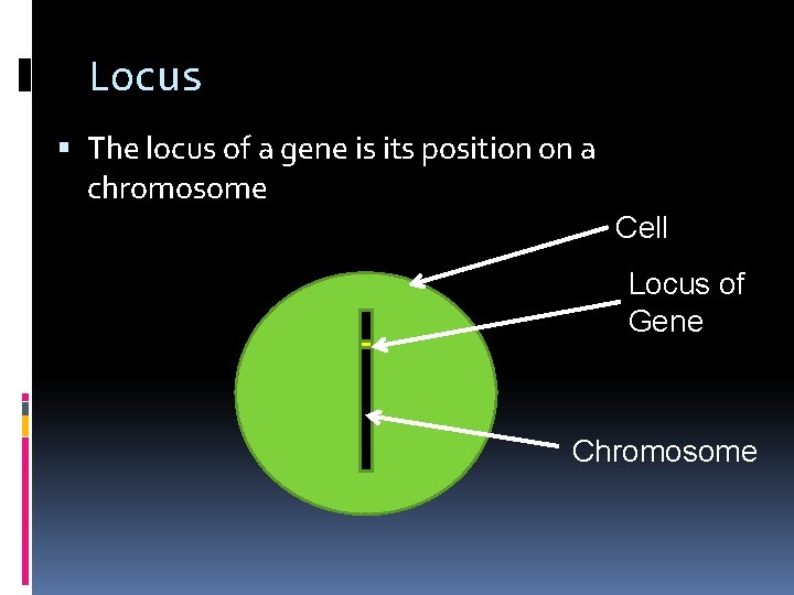 Locus The locus of a gene is its position on a chromosome Cell Locus
