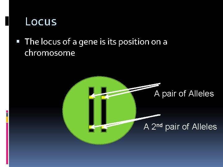Locus The locus of a gene is its position on a chromosome A pair