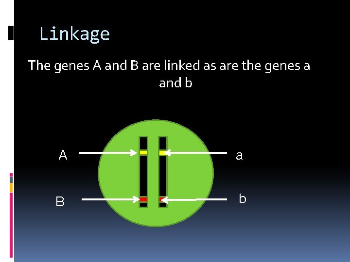 Linkage The genes A and B are linked as are the genes a and
