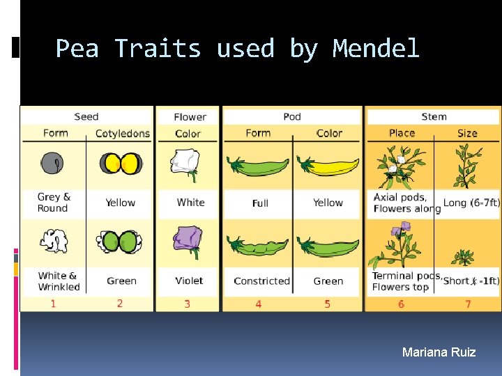 Pea Traits used by Mendel Mariana Ruiz 