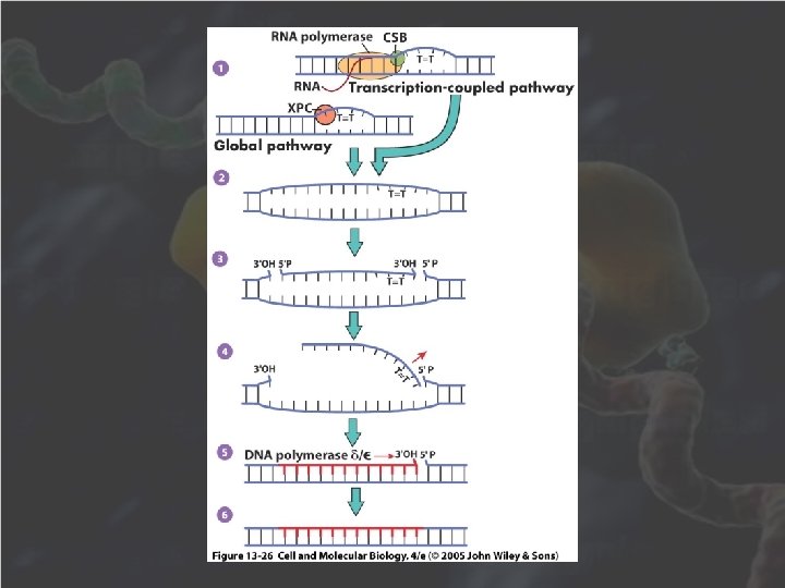 How Cells Read The Genome From Dna To
