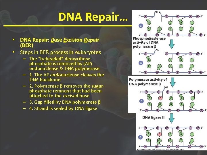 How Cells Read The Genome From Dna To