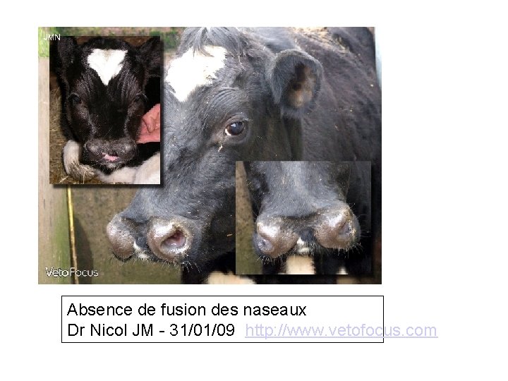 Absence de fusion des naseaux Dr Nicol JM - 31/01/09 http: //www. vetofocus. com