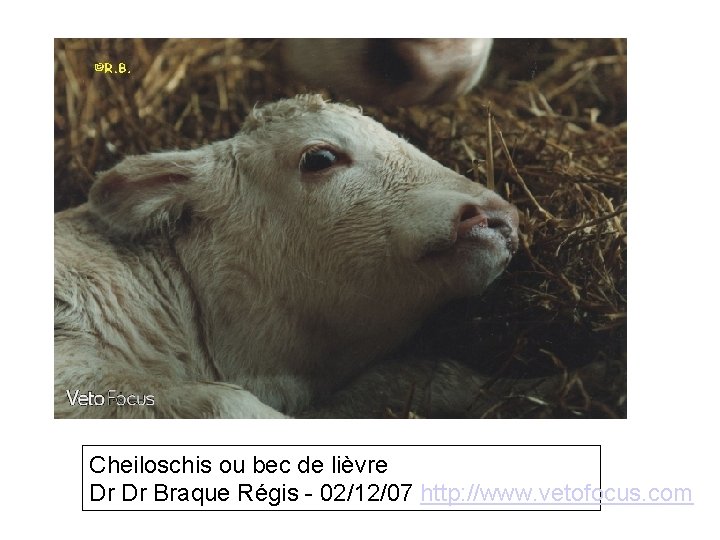 Cheiloschis ou bec de lièvre Dr Dr Braque Régis - 02/12/07 http: //www. vetofocus.