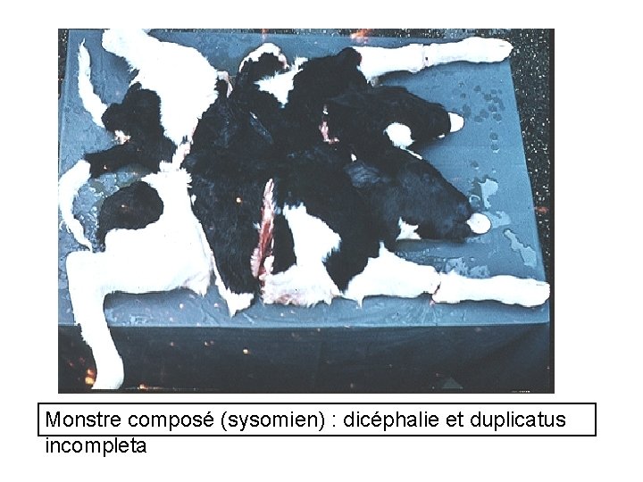 Monstre composé (sysomien) : dicéphalie et duplicatus incompleta 