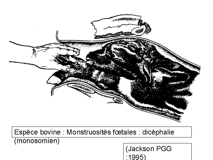 Espèce bovine : Monstruosités fœtales : dicéphalie (monosomien) (Jackson PGG : 1995) 