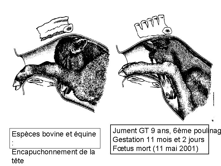 Espèces bovine et équine : Encapuchonnement de la tête Jument GT 9 ans, 6ème