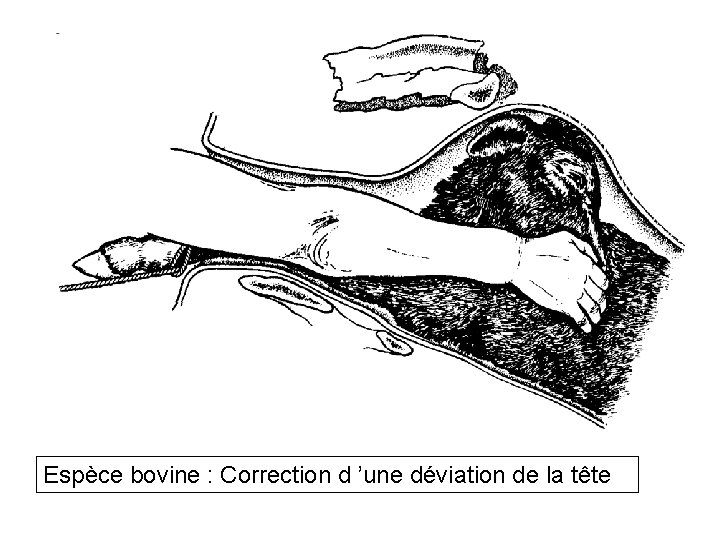 Espèce bovine : Correction d ’une déviation de la tête 