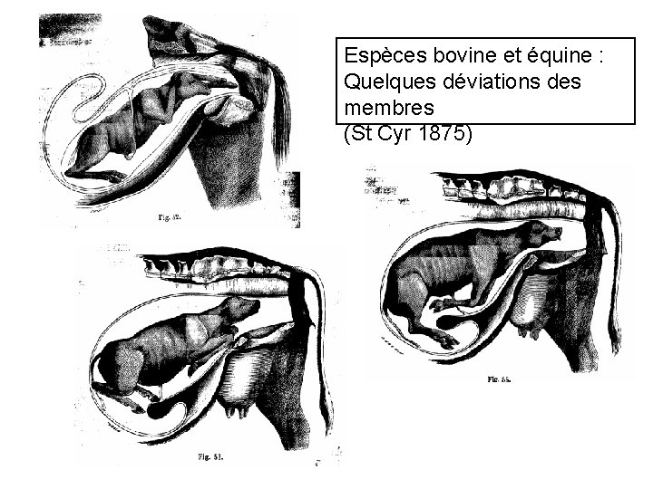 Espèces bovine et équine : Quelques déviations des membres (St Cyr 1875) 